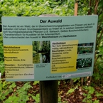 Informacje o roślinach w lesie łęgowym