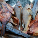 Wędzone ryby - karpie, liny, okonie w Karpiku pod Strzechą