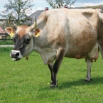 Który przedstawił nam swoje krowy rasy Jersey.